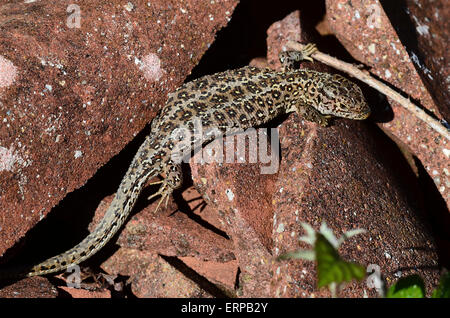 lézard de sable Banque D'Images