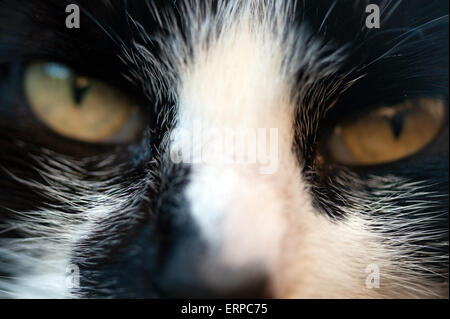 Close up of cats eyes / Squirtle le chat Banque D'Images