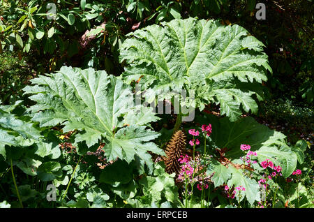 Gunnera tinctoria est un peu tendre, grandes vivaces à feuilles avec longs épis de fleurs rouge-poussiéreux. Banque D'Images
