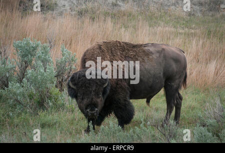 Bison d'Amérique ou American Bison (Bison bison) bull paissant dans le Parc National Theodore Roosevelt, dans le Dakota du Nord. Les bisons sont t Banque D'Images