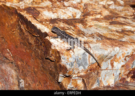 Petit lézard sur la roche au soleil dans un parc local Banque D'Images