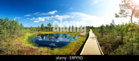 Les bogs Viru au parc national de Lahemaa Banque D'Images