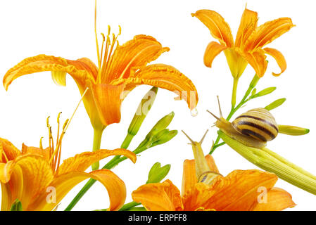 Lilium, fleurs lys orange et paire d'escargots à la goutte d'eau, à l'isolé sur fond blanc. Banque D'Images