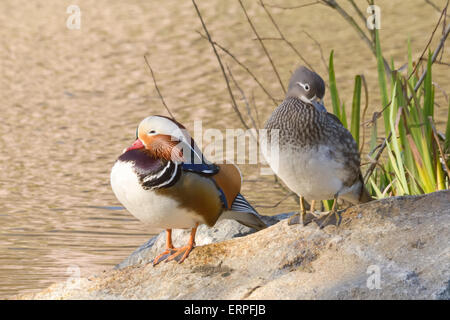 Le canard mandarin mâle et femelle côte à côte sur la roche au bord de l'étang. Banque D'Images