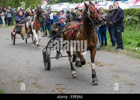 Dans Appleby Westmorland, Cumbria UK. 6e juin 2015. Les membres de l'UK Les communautés tsiganes et voyageurs convergent sur le nord de la ville anglaise de Appleby. Foires de chevaux ont eu lieu dans la ville , élevé dans les collines du nord de l'Angleterre Pennine depuis 1685. Pour les membres de la communautés tsiganes et voyageurs c'est l'occasion vente et achat de chevaux et de rencontrer de vieux amis, mais l'événement a acquis une réputation de plus en plus le danger pour les piétons et les chevaux qu'ils sont entraînés à grande vitesse le long d'un voies étroites dans et autour de la ville. Crédit : Ian Wray Alamy Live News. Banque D'Images