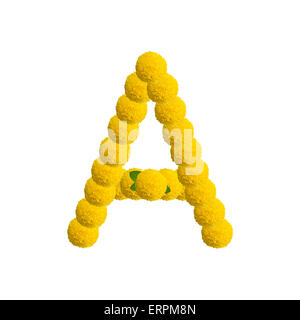 Alphabet de fleurs jaunes. Isolé sur fond blanc. Banque D'Images