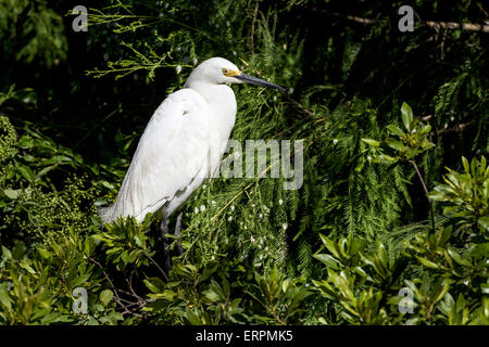 Aigrette neigeuse Banque D'Images