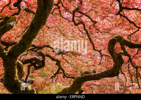 Vue d'un beau rouge érable japonais à Portland, Oregon Banque D'Images