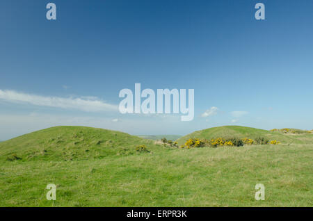 Certains des barrows ou tumuli sur neuf Barrow, collines de Purbeck, Dorset, UK. Burial Mounds. Avril. Banque D'Images