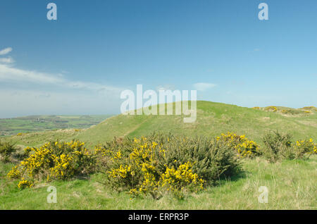 L'un des castrats ou tumuli sur neuf collines de Purbeck, Barrow, Dorset, UK. Burial Mounds. Avril. Banque D'Images