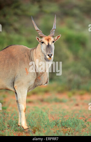 Grand mâle antilope eland (Tragelaphus oryx), Afrique du Sud Banque D'Images