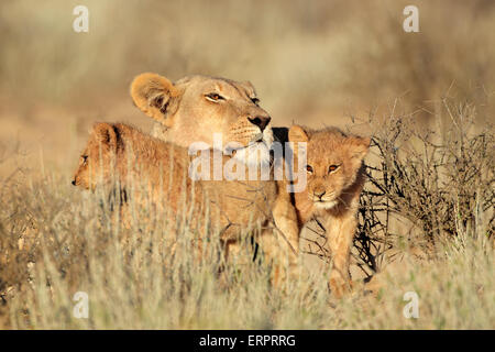 Lionne avec jeune lion cubs (Panthera leo), désert du Kalahari, Afrique du Sud Banque D'Images