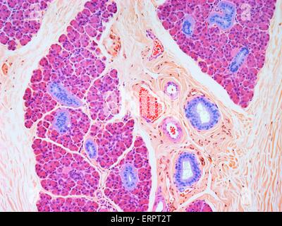 Glande salivaire. Microphotographie lumière colorée d'une section à travers une glande salivaire parotide. Les glandes sont divisées en de nombreux lobules par tronçons de tissus conjonctifs (orange). Les cellules sécrétrices rose de produire des composants de la salive pour lubrifier la bouche Banque D'Images