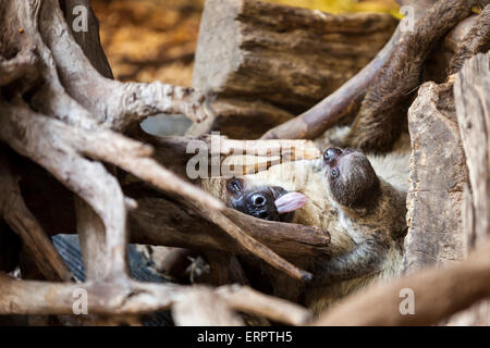 Zsl London Zoo Londres 6 Juin 15 Le Nouveau Deux Toed Sloth Bebe Quelques Jours Et