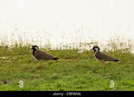 Deux oiseaux marcher dans l'herbe Banque D'Images