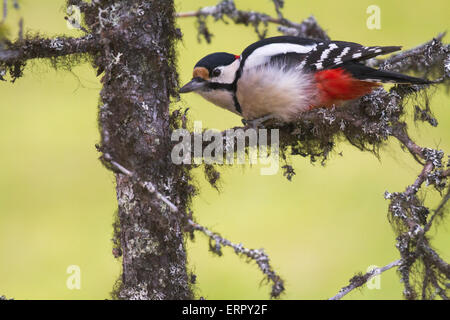 Grand Pic mar Dendrocopos major, assis dans une épinette dans Niilivara, Laponie suédoise Banque D'Images