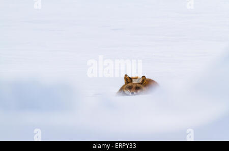 Red Fox couché dans la neige et à la vers la caméra Banque D'Images