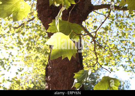 Les feuilles des arbres d'érable à l'ensoleillement. Banque D'Images