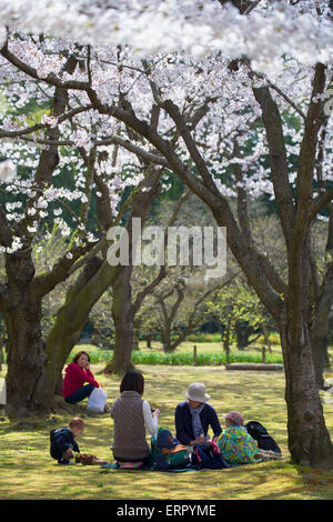 Les personnes ayant des pique-nique sous les cerisiers en fleurs dans la région de Koraku-en jardin, Okayama, préfecture d'Okayama, Japon Banque D'Images