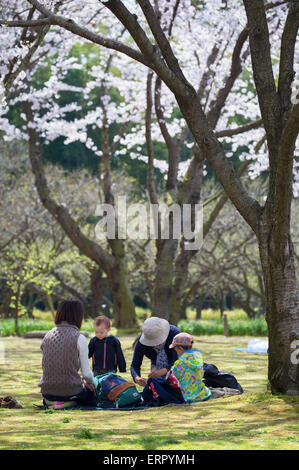 Les personnes ayant des pique-nique sous les cerisiers en fleurs dans la région de Koraku-en jardin, Okayama, préfecture d'Okayama, Japon Banque D'Images