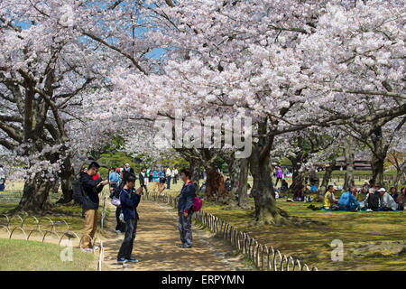 Les gens de marcher sous les cerisiers en fleurs dans la région de Koraku-en jardin, Okayama, préfecture d'Okayama, Japon Banque D'Images