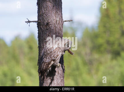 La Chouette lapone (Strix nebulosa lapponica) avec un fieldmouse dans son bec assis dans un pin dans la région de Norrbotten, Suède Boden Banque D'Images