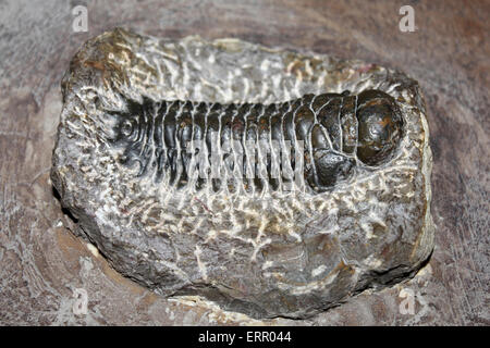 Trilobite Phacops sp. de l'Atlas, Maroc Banque D'Images