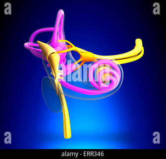 Anatomie de l'oreille interne sur fond bleu Banque D'Images