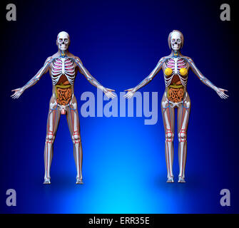 Anatomie Homme Femme - organes, système circulatoire, squelette Banque D'Images