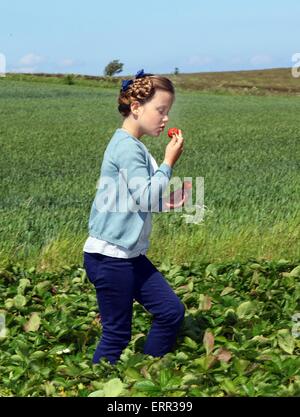 L'île de Samsoe, au Danemark. 6 juin, 2015. Princesse Isabella danois est la cueillette des fraises à l'île de Samsoe, Danemark, 6 juin 2015. C'était la première fonction officielle d'Isabelle. Pre/Albert Nieboer/Pays-Bas OUT - PAS DE SERVICE DE FIL - Crédit : dpa/Alamy Live News Banque D'Images