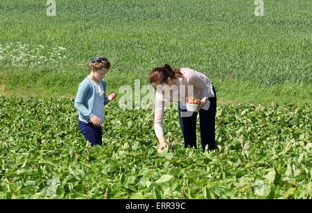 L'île de Samsoe, au Danemark. 6 juin, 2015. La princesse Mary du Danemark et sa fille la Princesse Isabella sont la cueillette des fraises à l'île de Samsoe, Danemark, 6 juin 2015. C'était la première fonction officielle d'Isabelle. Pre/Albert Nieboer/Pays-Bas OUT - PAS DE SERVICE DE FIL - Crédit : dpa/Alamy Live News Banque D'Images