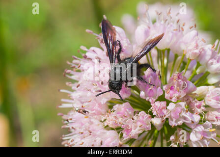 Espèce de guêpe noire sur la fleur d'été à la recherche de nectar. Banque D'Images