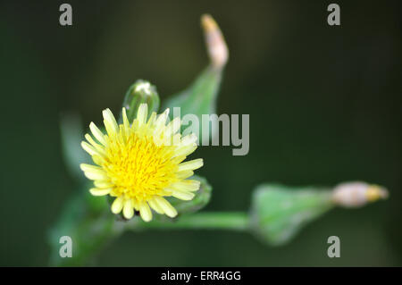 Pissenlit fleur jaune avec tête fleurs fermées à l'arrière-plan.Taraxacum sur fond vert naturel. L'Europe Banque D'Images