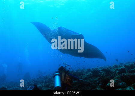 Manta (Manta birostris) approche sur le récif, avec Diver en premier plan, South Ari Atoll, Maldives Banque D'Images