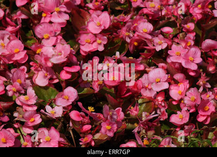 Bégonia rose flowers in garden Banque D'Images