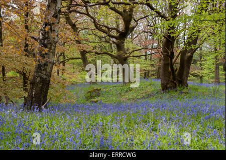 Jacinthes fleurs créer un beau tapis bleu coloré sous les arbres au printemps - Middleton Woods, Ilkley, West Yorkshire, Angleterre, Royaume-Uni. Banque D'Images