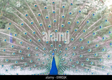Peacock dans tout l'affichage Banque D'Images
