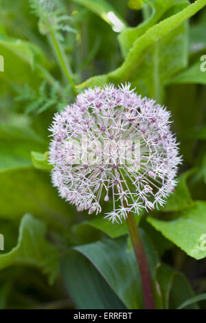 Carataviense d'Allium. Kara Tau croissant l'ail dans le jardin. Banque D'Images