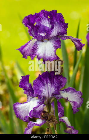 Mauve et blanc grand iris (cultivar) inconnu dans un jardin de Plymouth Banque D'Images