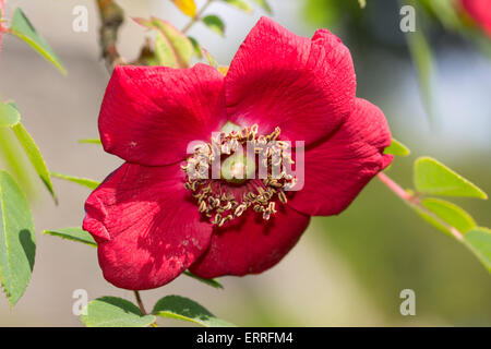 Seul le début de l'été fleur de l'espèce Rosa moyesii arbuste rose, 'Geranium' Banque D'Images