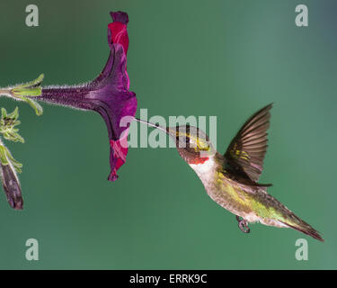 Un colibri nectar de collecte d'un pétunia. Banque D'Images