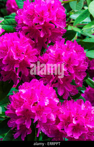 Rhododendron rose fleurs en pleine floraison. Banque D'Images