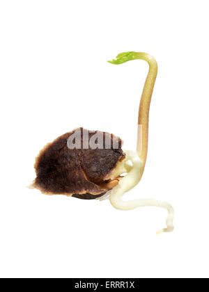 Graines germées de M. Oleifera plante comestible en bonne santé, le pilon, arbre isolé sur fond blanc Banque D'Images