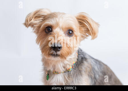 Un mignon petit yorkshire terrier à la direction de l'appareil photo sur un fond blanc. Banque D'Images