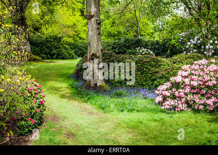 Rhododendrons et de jacinthes des bois de la Bowood Estate dans le Wiltshire. Banque D'Images