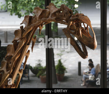 Tokyo, Japon. 8 juin, 2015. Photo prise le 8 juin 2015 montre la reconstitution d'un squelette Turiasaurus affichée à un aperçu de la prochaine 'Méga-dinosaures Exposition 2015 - Le mystère des dinosaures de plus en plus grandes dimensions" à Tokyo, Japon. L'exposition se tiendra du 18 juillet au 30 août au Makuhari Messe à Chiba. Credit : Stringer/Xinhua/Alamy Live News Banque D'Images