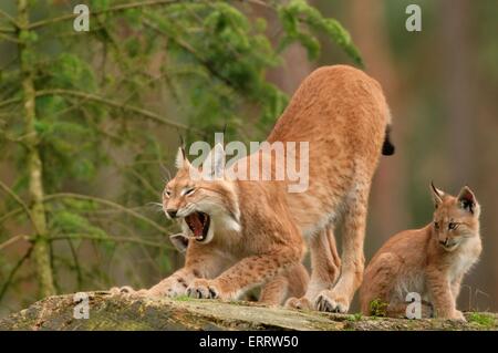 bâillements lynx Banque D'Images