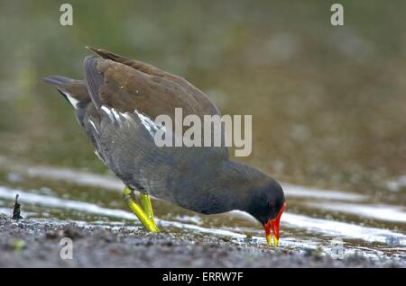 La Gallinule poule-d'eau Banque D'Images