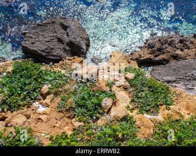 Fleurs de printemps sur les falaises de la Mer Méditerranée Banque D'Images