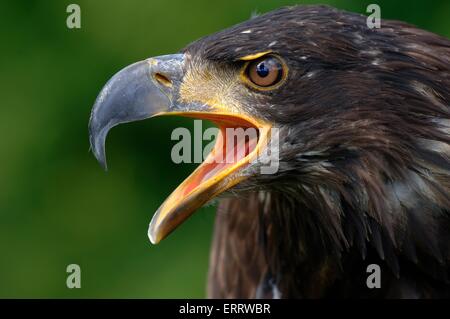 Young American Bald Eagle Banque D'Images